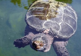 肌醇——魚、蝦飼料的能量補給站！