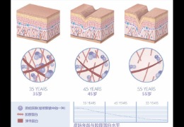 水潤皮膚的秘密武器，乙酰殼糖胺和透明質酸的甜蜜聯盟！